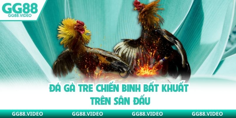 Đá gà tre chiến binh bất khuất trên sân đấu